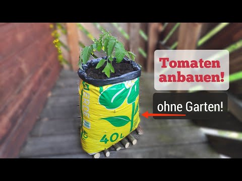 wie du dich günstig mit Tomaten 🍅 selbst versorgen kannst, auch wenn du keinen Garten hast!