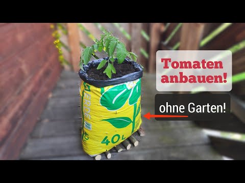 , title : 'wie du dich günstig mit Tomaten 🍅 selbst versorgen kannst, auch wenn du keinen Garten hast!'