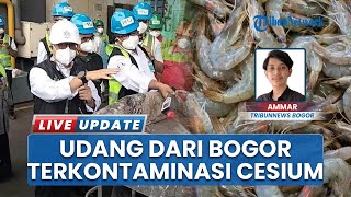 Terkontaminasi Cesium-137, 7,4 Ton Udang Re-Impor dari Cikande Dimusnahkan KLH di PT PPLI Bogor