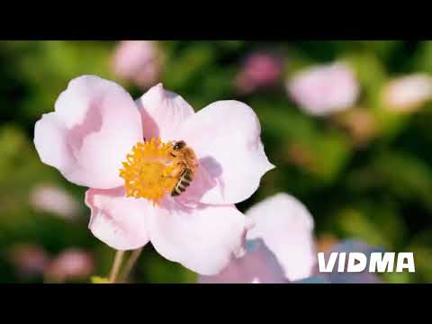 beauty of nature (song- love story - adila)