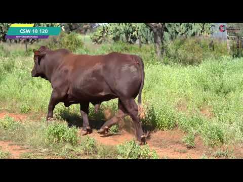 CSW 18 120       Lot 15