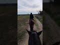 Gelding PRE Pure Spanish Bred For sale 2022 Dark Bay