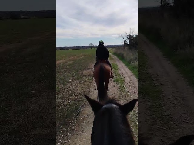 Gelding PRE Pure Spanish Bred For sale 2022 Dark Bay