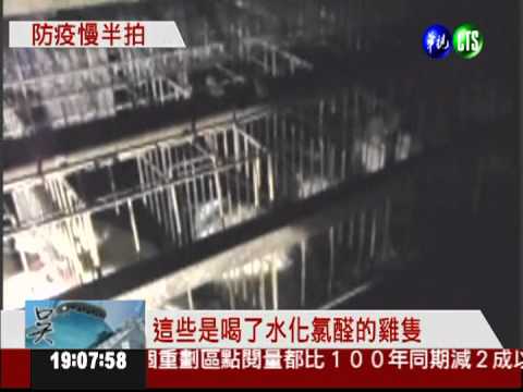 防疫補破網! 彰化再殺9千隻雞