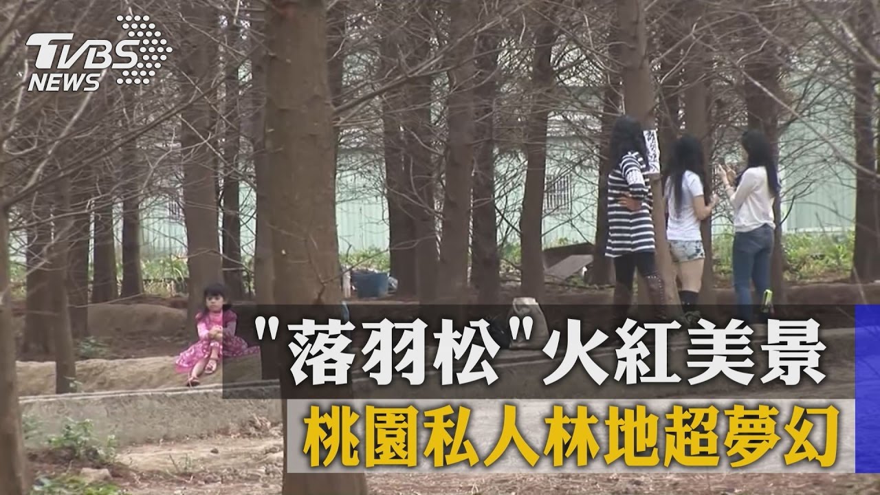 桃園私地「落羽松」爆紅　遊客亂闖垃圾滿地