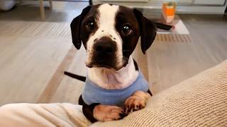 When Your Dog Deserves Extra Love for Being So Polite 🐶 Cute Dog Videos