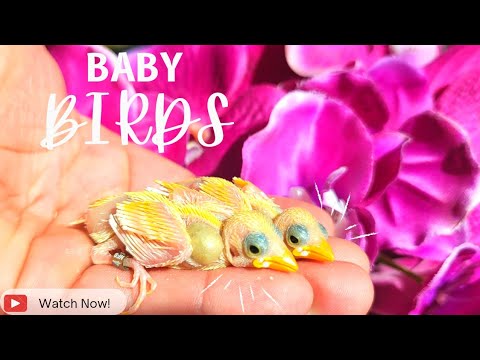 Bird Breeding Update + How to set them up to breed | Finches | Canary | Bird Aviary |