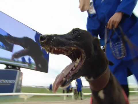 2017 STAR SPORTS DORANDO MARATHON - T1 AAYAMZA BREEZE