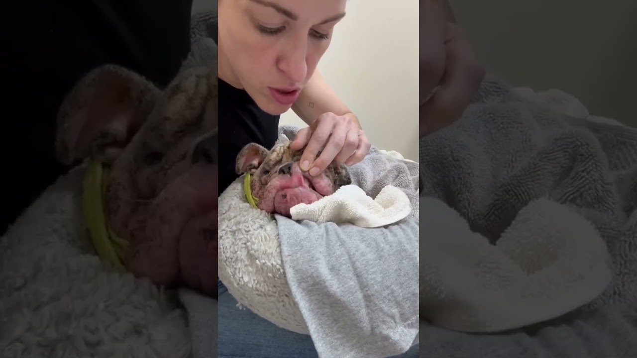 Duckie video