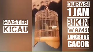 Download lagu Suara pancingan burung wambi agar cepat gacor durasi 1 jam full mp3