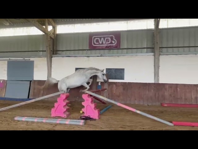 Magnifique jument de 3 ans