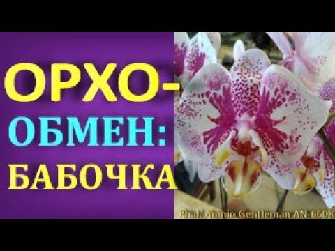 Потрясающая "БАБОЧКА":орхо-ОБМЕН.Орхидеи.Дендрофаленопсис.ПОСЫЛКА с орхидеями!(16.09.21)