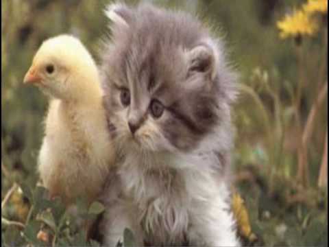 DADDY SPIEWA  SZCZEPANIKA   - KOCHAC