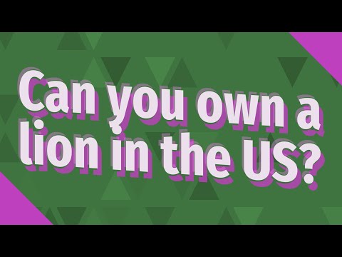 Can you own a lion in the US?