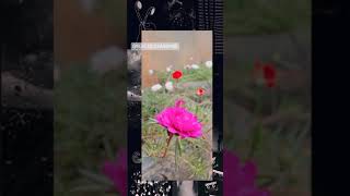 Download lagu story WA ini teh kantong bunda sari murni mp3