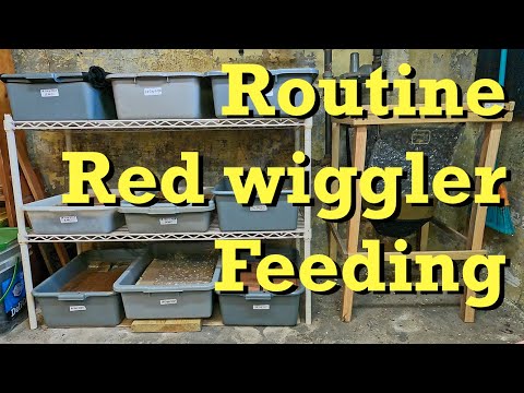 Return to center feeding the red wiggler bins - worm farm vermicomposting