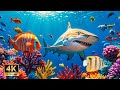 Under Red Sea 4K Beautiful Coral Reef Fish In Aquarium Sea Animals For Relaxation 4K Video
