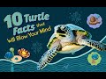 The Fascinating World Of Sea Turtles 10 Amazing Facts You Probably Didn T Know