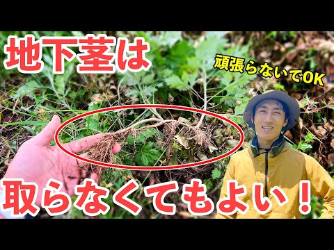 自家製ラウンドアップの作り方は？ 3 つの材料と 5 分で天然の強力な除草剤が完成  庭園