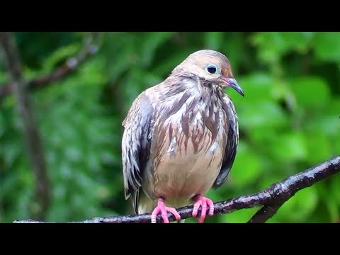 Mourning Doves Soaked By Rain