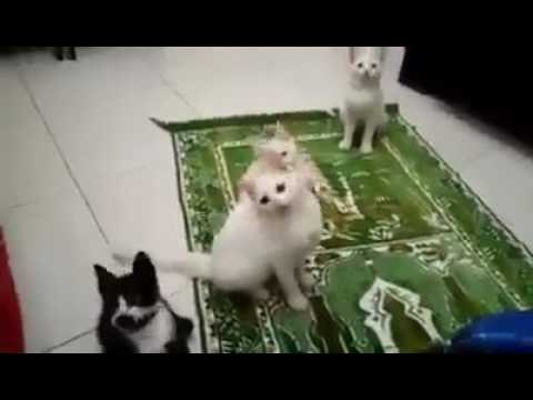Subhan Allah Cats saying Allah hu
