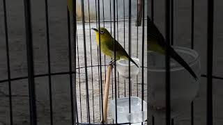 Download lagu dakun Garut nembak sejalur mp3 Download lagu dakun Garut nembak sejalur mp3