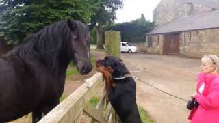 preview picture of video 'Sabre the Rottweiler licks a horse'