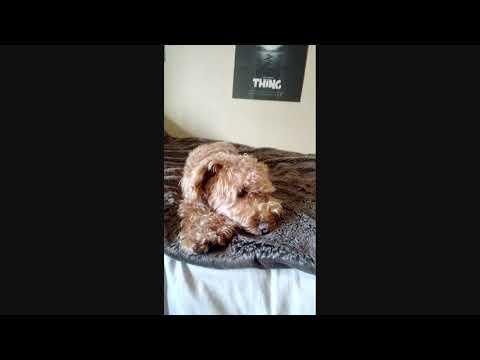 Vernee MIX 2 CAMERA TEST - NEW PICTURES - Very Good Photos Possible