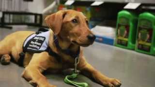 Lowe's Employee Relief Fund Brings Service Dog Home