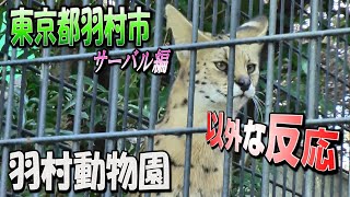 【TRAVEL＆CAMP】羽村市動物公園 (東京都) 〜サーバル編〜