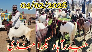 Download lagu Bakra mandi Hyderabad || Qorbani Eid 2026 || Mix Breeds || Let's update  mp3