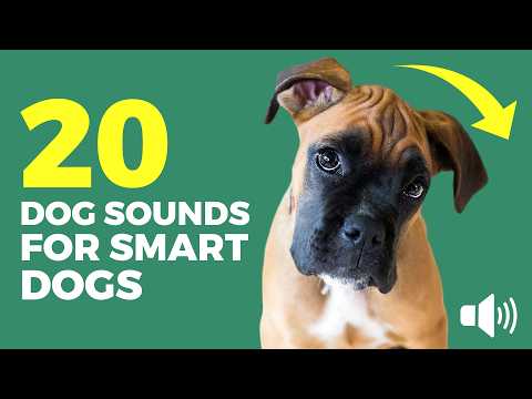 🐶 20 Dog Sounds for Smart Dogs 🧠 Test Your Dog’s Reaction 🔊