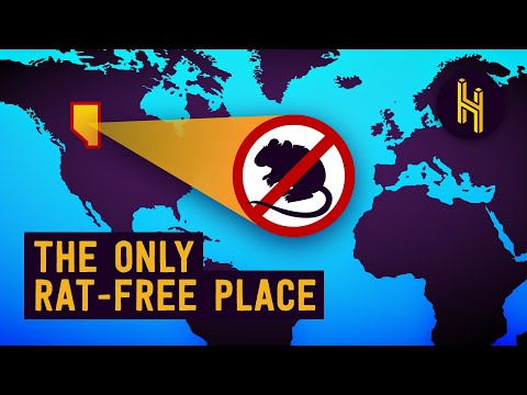 How Did Alberta Manage to Stay Rat Free?