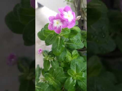 Rain ❤️❤️❤️ #nature #song #love #viralvideo #suhaimanaharorni #video #viralshorts