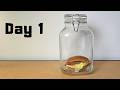 I Sealed a Big Mac in a Jar For 50 Days