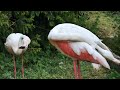 Two Greater Flamingos Grooming And Socializing Standing Close Together In Lush Green Habitat Of