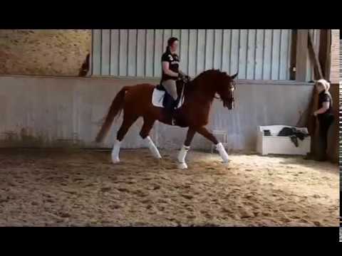 Wallach von Floriscount/Weltmeyer