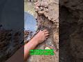 #goldrush 2025 Discovering the richest gold-bearing material in the world#goldpanning #goldmining