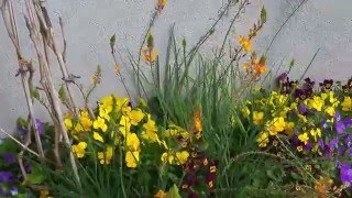 עיצוב גינת גג רב שנתית ופורחת