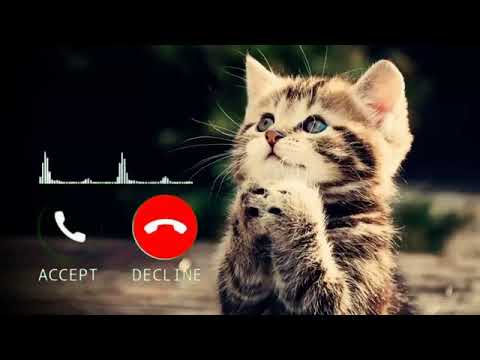 Cat Cute Sms message ringtone Message Tone new sms ringtine Notification Tone360p