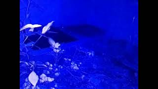 ダルマガエル ライブ 2026/07/12 16:00から2026/07/13 03:55