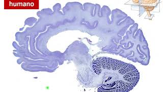 Tejido nervioso 5: Cortezas (Parte 1 - Cerebelo) - Neurobiología
