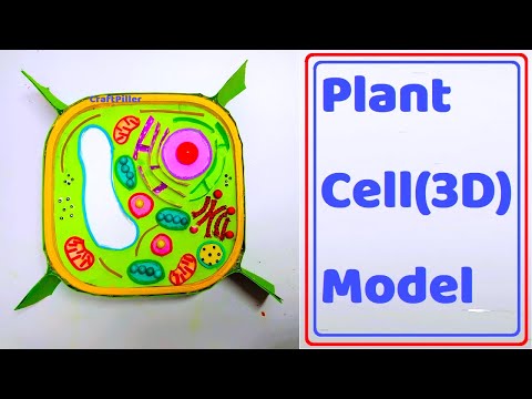 plant cell model 3d making simple and easy science project for exhibition diy craftpiller