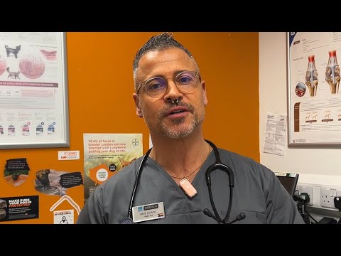 The importance of pet dental health