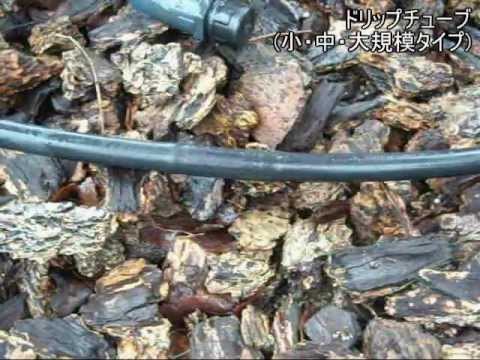 自動散水 ドリップチューブの散水イメージ