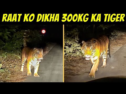 RAAT KO SAMNE AA GAYA PILIBHIT KA BIGGEST TIGER S3 😱 | PILIBHIT NIGHT SAFARI