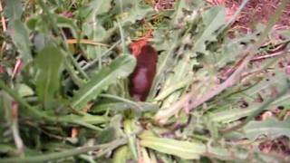 A Slug Feasting On A Hawkweed Plant