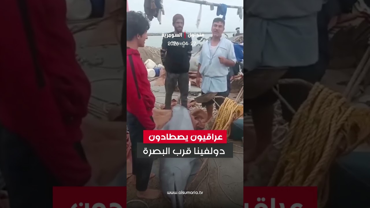 فيديو | عراقيون يصطادون دولفينا قرب البصرة