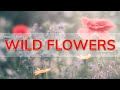 Photographing WILD FLOWERS | Soft Ethereal MACRO Flower Photography | Geoff Moore Photography