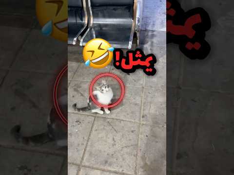شاف قط يمثل انه معاق!! 😂😂 #youtubeshorts